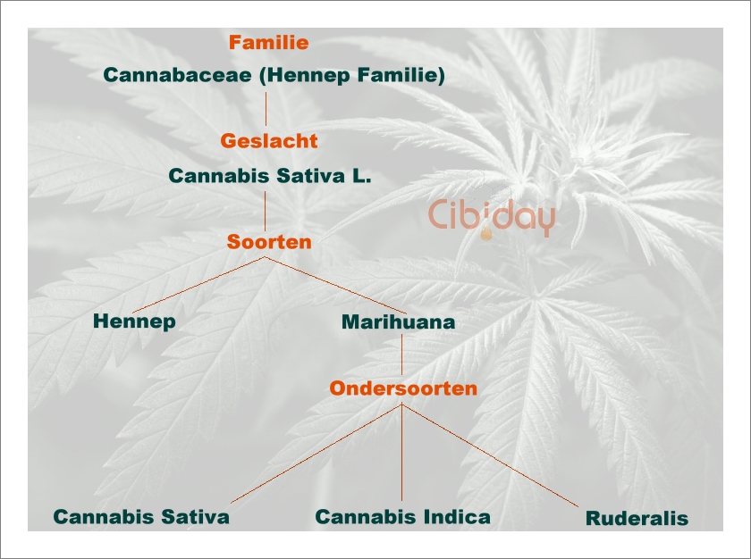 Hennep en Wiet Classificatie - Klasse onderverdeling Cannabis Sativa L